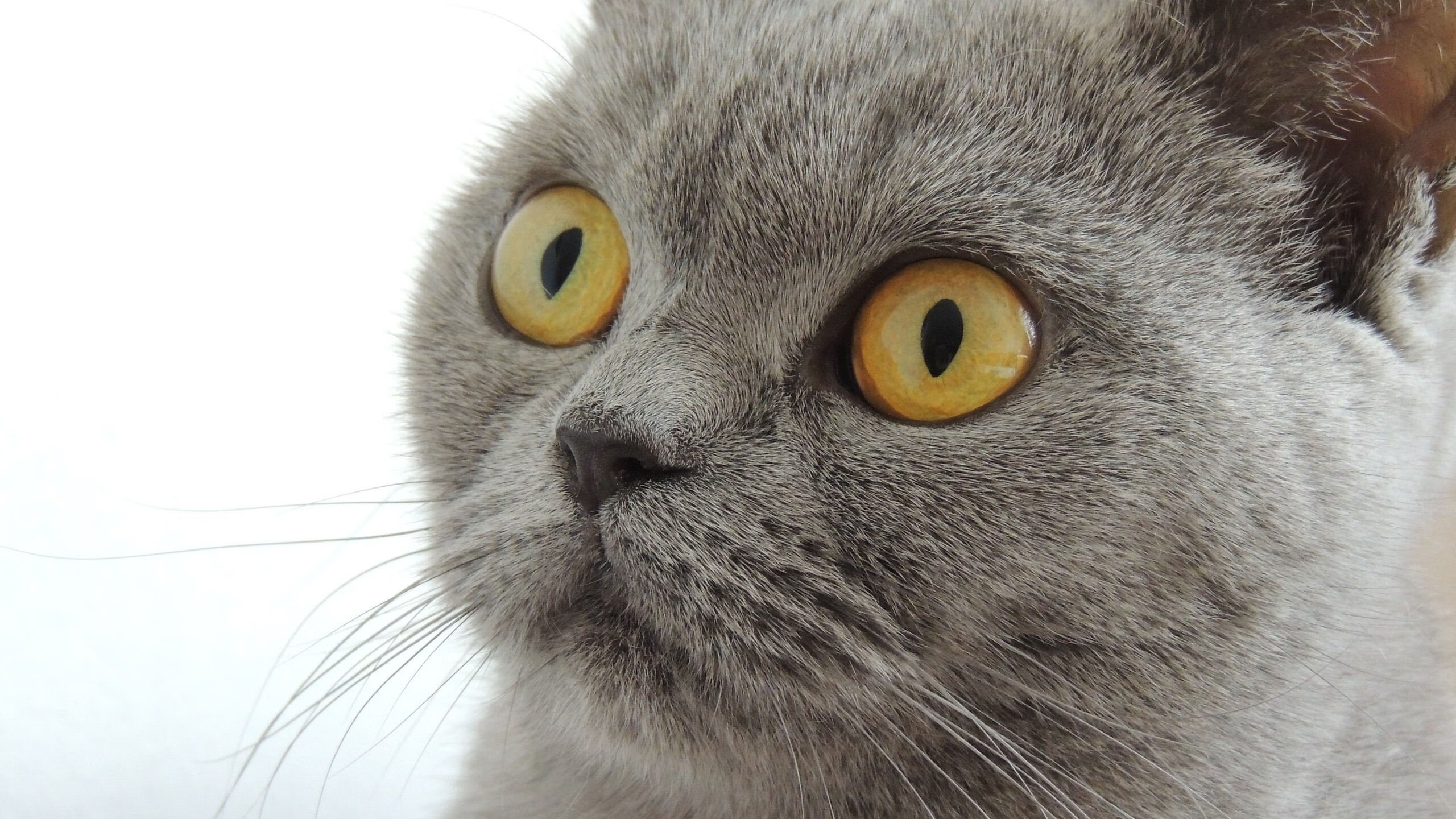 开云·体育官网-“西甲明星连续爆发，联赛精彩逐渐进入高潮”，西甲明星都有哪些