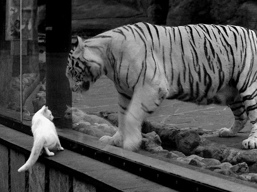 开云官网APP下载-“英超冠军你追我赶，夺冠悬念逐步揭晓”，英超冠军的含金量