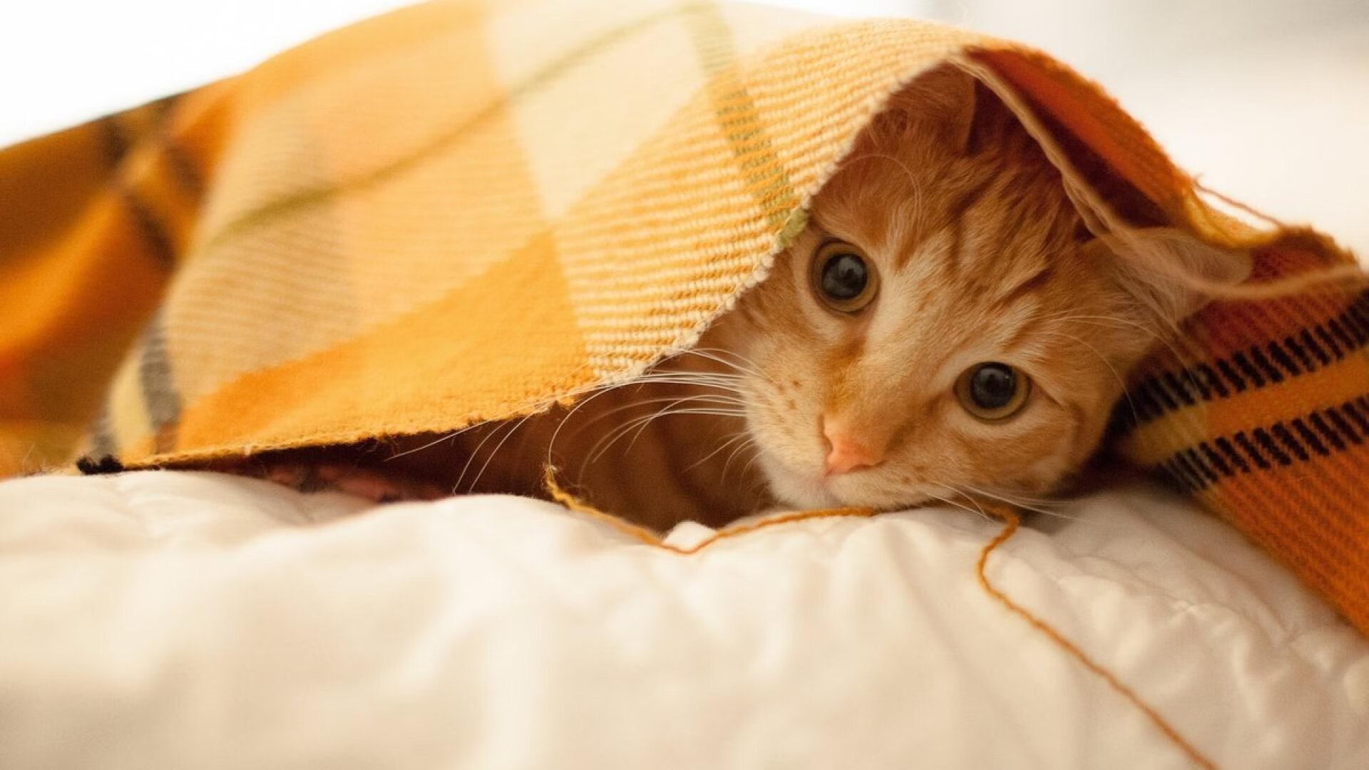 “英超榜首队伍迎来关键比赛,战局变化莫测”,英超球队榜