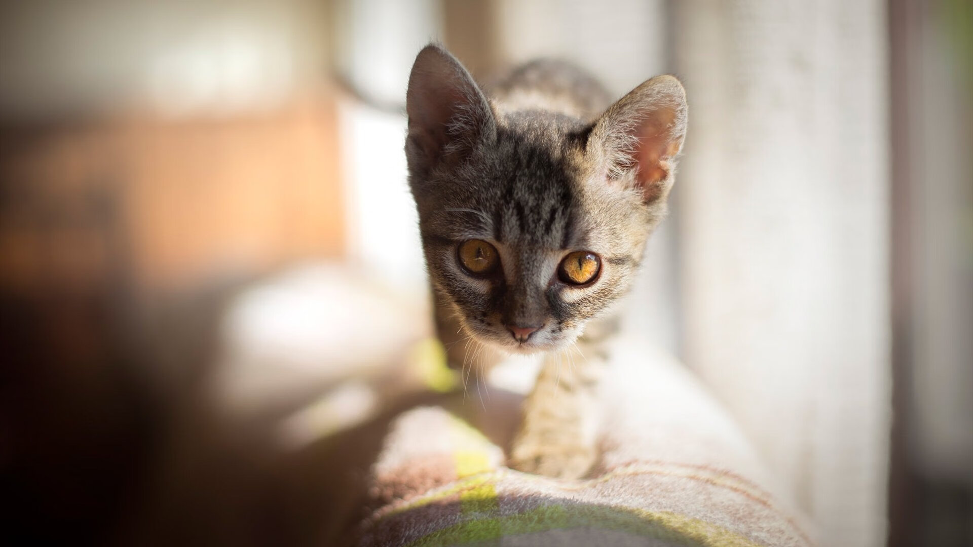 “足球+旅游”创新合作促产业多元发展,足球项目创新创业